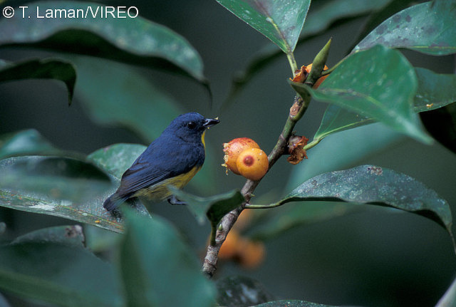 Yellow-rumped Flowerpecker l21-4-067.jpg